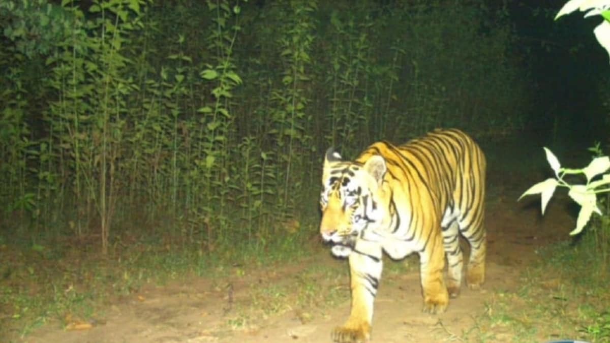 CG News: बस्तर में बाघ की मौजूदगी के बीच फर्जी वीडियो वायरल, वन विभाग अलर्ट