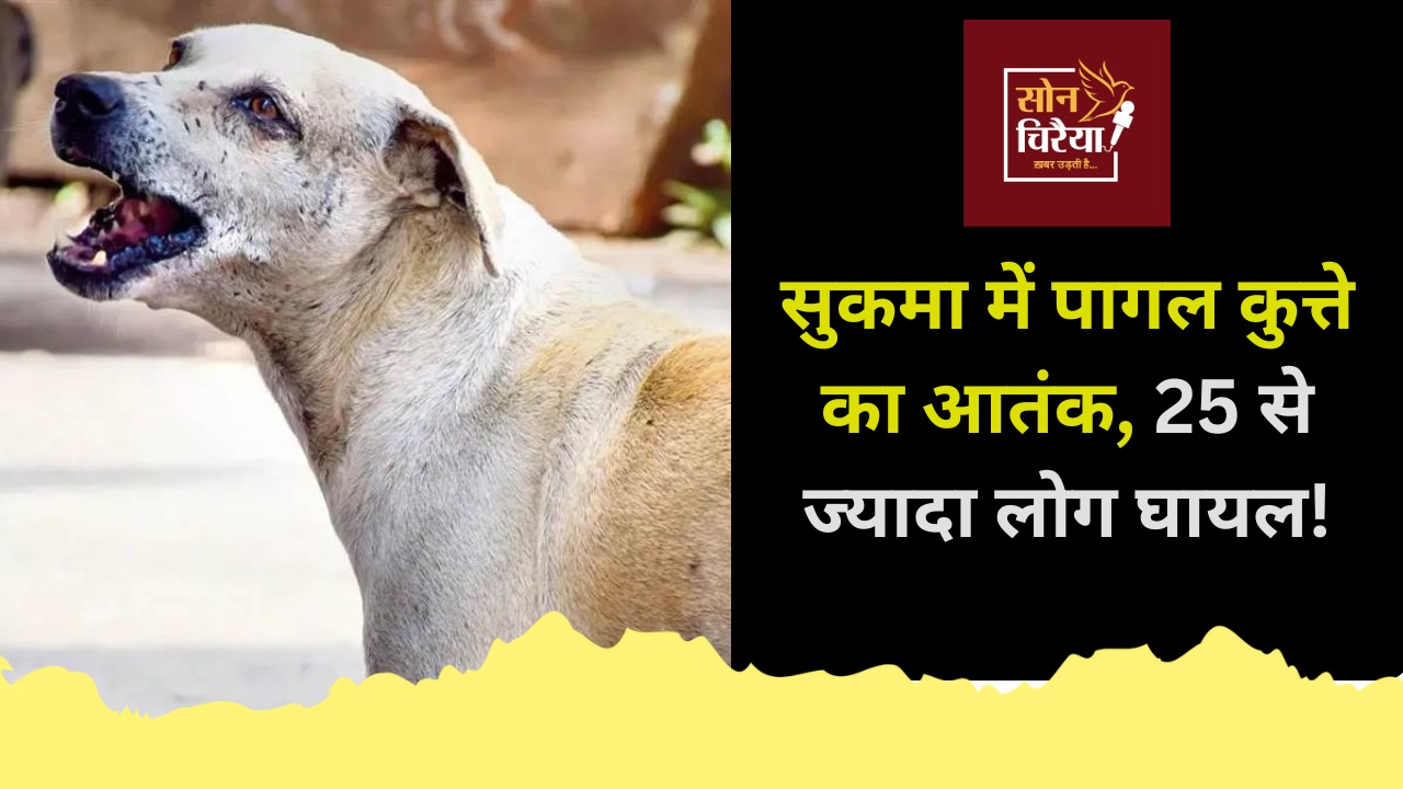 CG News: सुकमा नगर में रेबीज संक्रमित आवारा कुत्ते का कहर, महिलाओं और बच्चों समेत 25 लोगों पर हमला