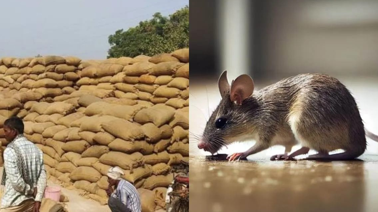 CG News: छत्तीसगढ़ में धान घोटाले का खुलासा, 7–8 करोड़ का स्टॉक गायब, चूहा-दीमक को बताया वजह