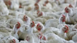 CG News: बिलासपुर में 5000 से ज्यादा मुर्गियों की मौत के बाद हाई अलर्ट, 1KM क्षेत्र इनफेक्टेड और 10KM सर्विलांस जोन घोषित