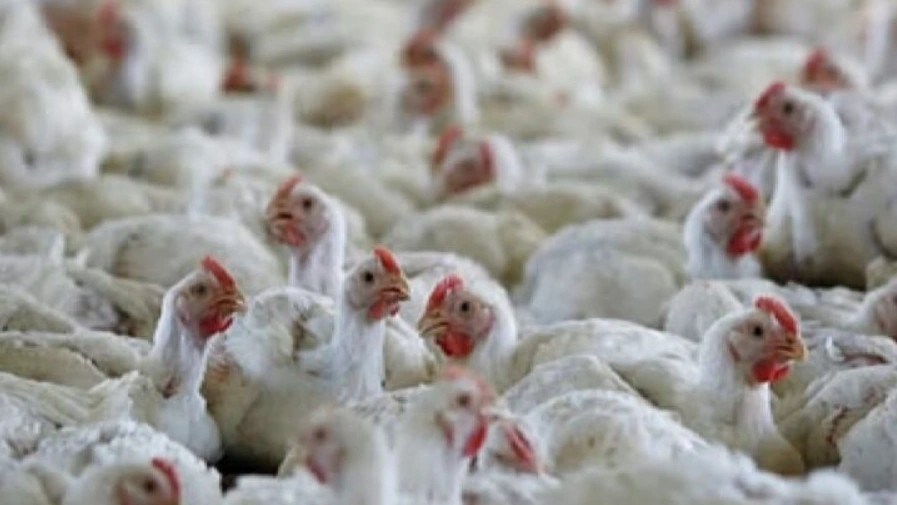 CG News: बिलासपुर में 5000 से ज्यादा मुर्गियों की मौत के बाद हाई अलर्ट, 1KM क्षेत्र इनफेक्टेड और 10KM सर्विलांस जोन घोषित