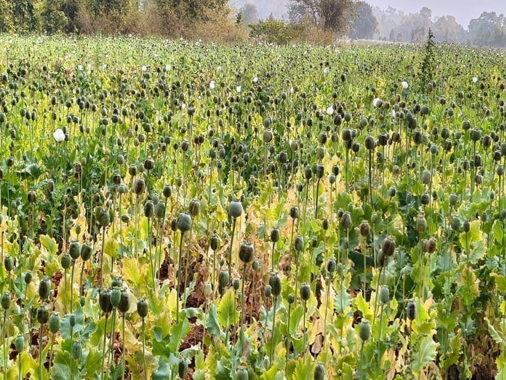 CG News: बलरामपुर में अफीम की बड़ी खेप जब्त, किसानों से पूछताछ जारी