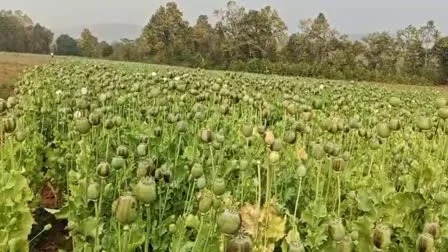 CG News: दुर्ग में अवैध अफीम की खेती के मामले में प्रशासन सख्त, कृषि विस्तार अधिकारी निलंबित