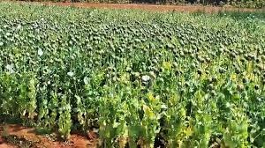 CG News: छत्तीसगढ़ में अफीम की अवैध खेती का खुलासा, रायगढ़ के तमनार में डेढ़ एकड़ खेत में लहलहाती फसल पकड़ी गई