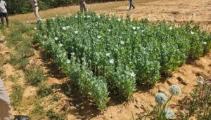 CG News: रायगढ़ में दो गांवों में अफीम की खेती का खुलासा, 17 दिन में पांचवां मामला, दो आरोपी गिरफ्तार