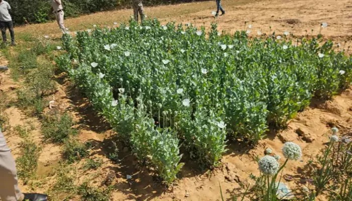 CG News: रायगढ़ में दो गांवों में अफीम की खेती का खुलासा, 17 दिन में पांचवां मामला, दो आरोपी गिरफ्तार