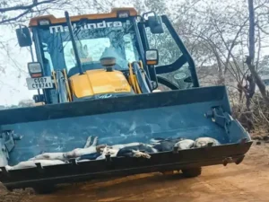 CG News: दुर्ग में अफ्रीकन स्वाइन फीवर का कहर, 300 सूअरों की मौत