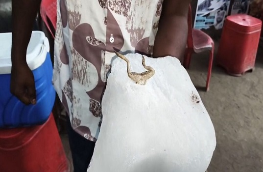 CG News: कोरबा में जूस सेंटर की बर्फ में मृत मेंढक मिलने से हड़कंप