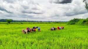 CG News: छत्तीसगढ़ सरकार की कृषक उन्नति योजना, किसानों को 314 करोड़ की प्रत्यक्ष आर्थिक सहायता