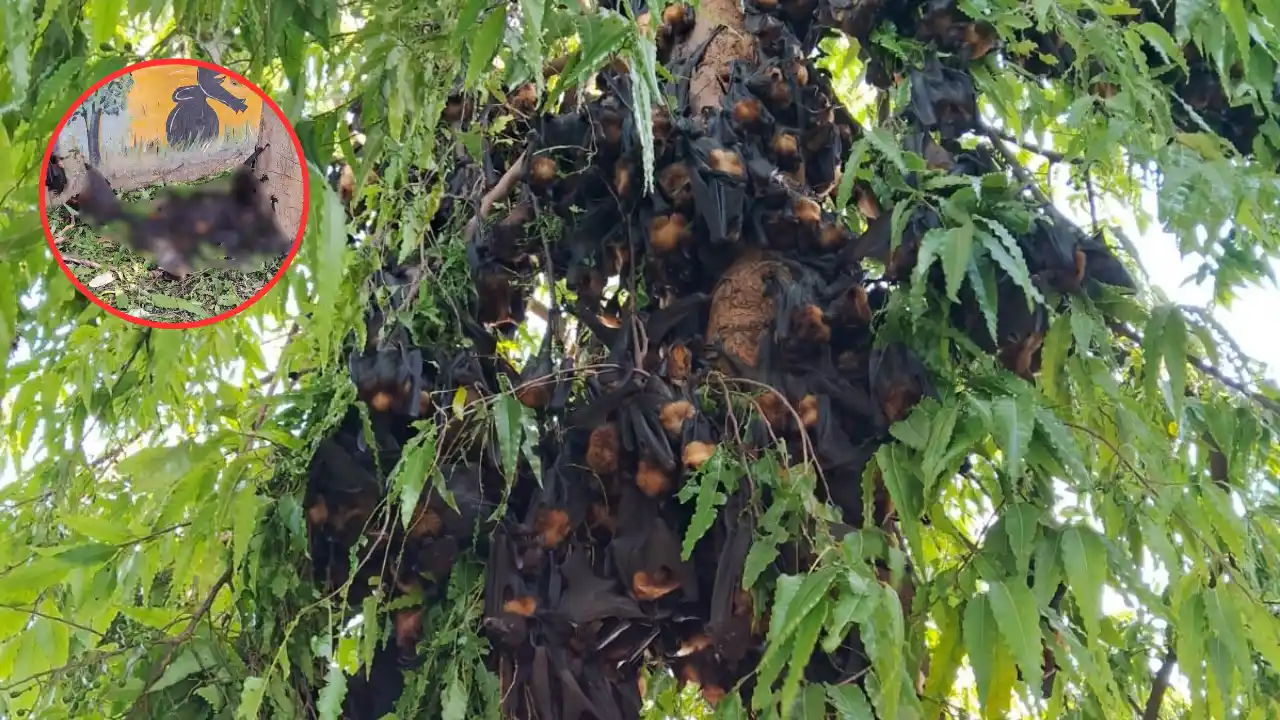 CG News: छत्तीसगढ़ में गर्मी का कहर, हीट स्ट्रोक से 150 से ज्यादा प्रवासी चमगादड़ों की मौत