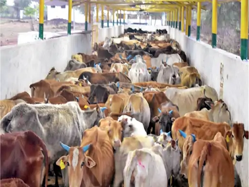 CG News: लाखासार गौधाम में अव्यवस्थाओं पर हाईकोर्ट सख्त, मांगा जवाब
