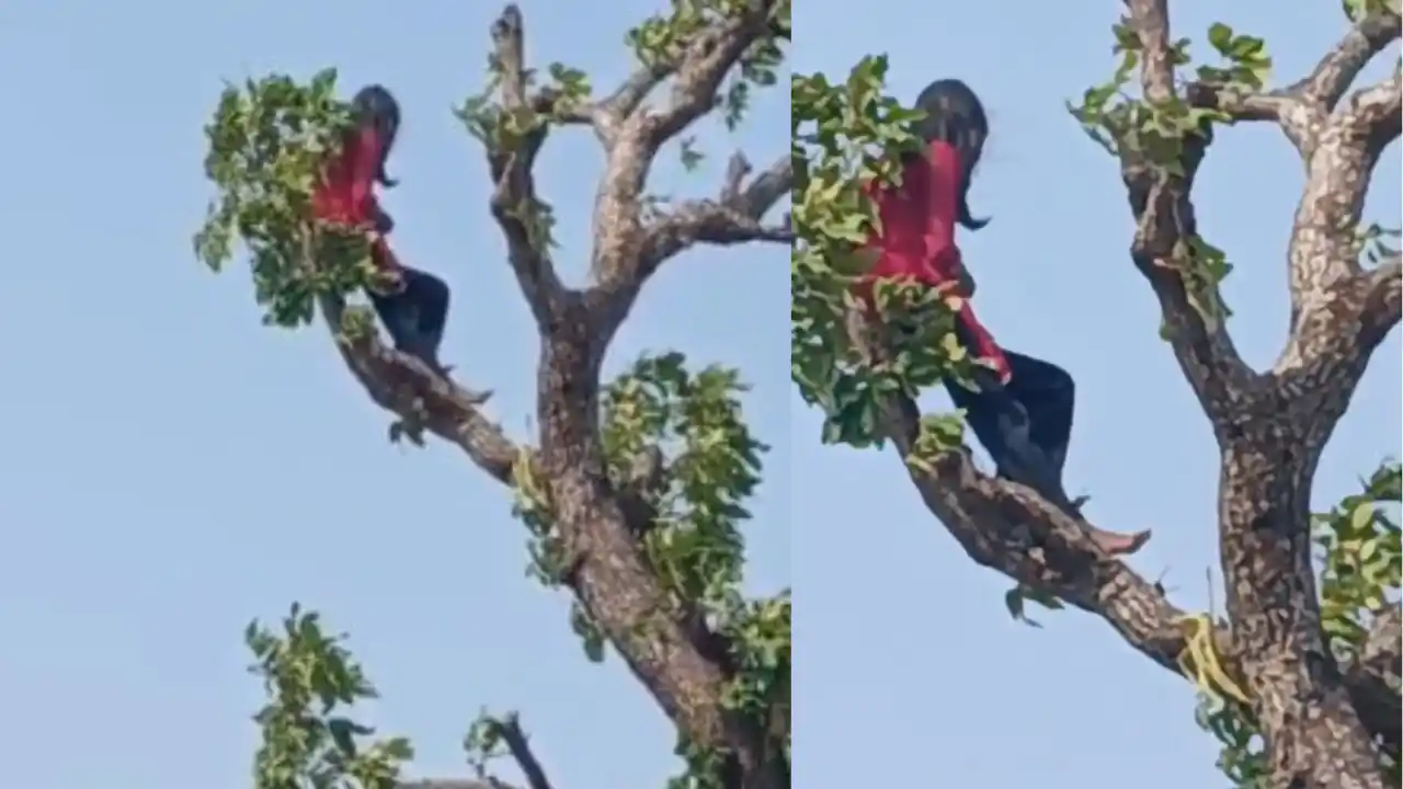 CG News: मोबाइल फोन की जिद में पेड़ पर चढ़ी मासूम, पुलिस की सूझबूझ और प्यार भरी समझाइश से टली बड़ी दुर्घटना