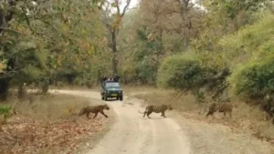 CG News: मानसून के चलते 1 अक्टूबर तक बंद रहेंगे छत्तीसगढ़ के टाइगर रिजर्व और राष्ट्रीय उद्यान