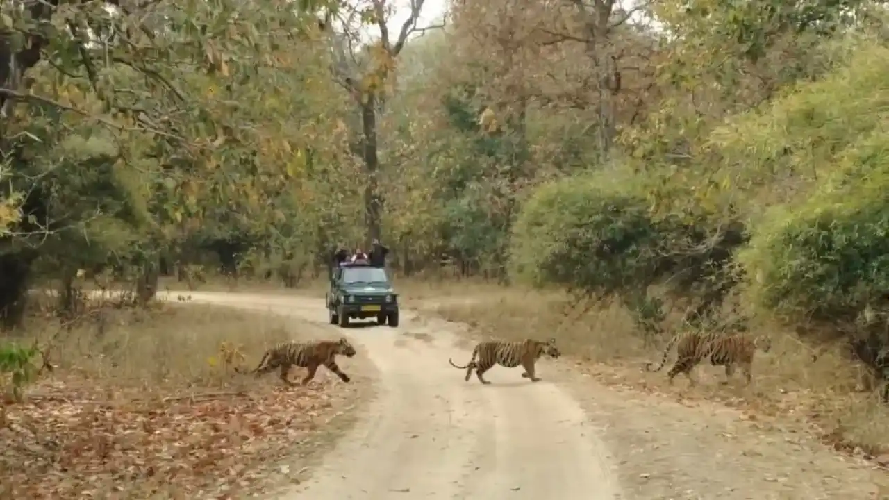 CG News: मानसून के चलते 1 अक्टूबर तक बंद रहेंगे छत्तीसगढ़ के टाइगर रिजर्व और राष्ट्रीय उद्यान