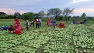 CG News: तेंदूपत्ता संग्राहकों को मिलेगा 162 करोड़ रुपये से अधिक का बोनस, मुख्यमंत्री करेंगे राशि का डीबीटी से वितरण