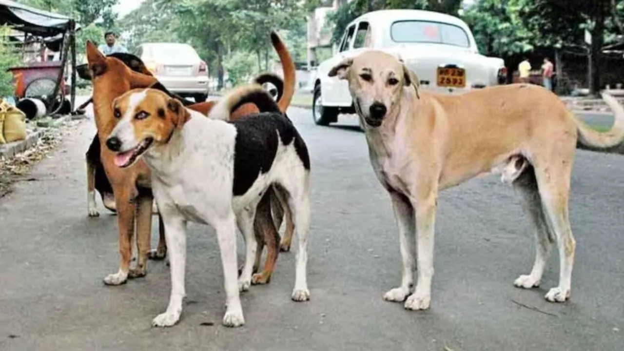CG News: बालोद में आवारा कुत्तों का आतंक, एक दिन में 13 लोगों को काटा